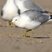 Ring-billed Gull